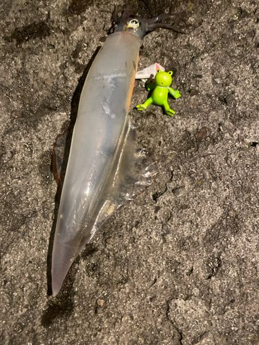 釣果