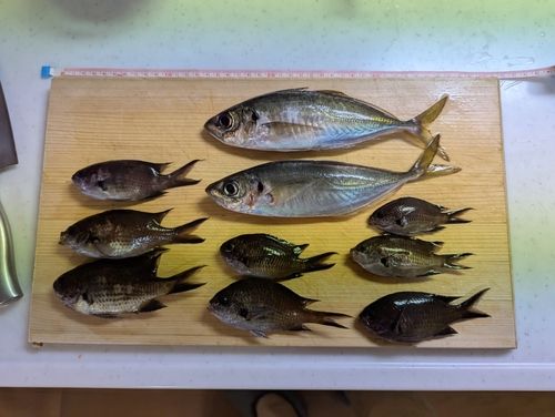 アジの釣果