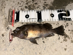 シロメバルの釣果