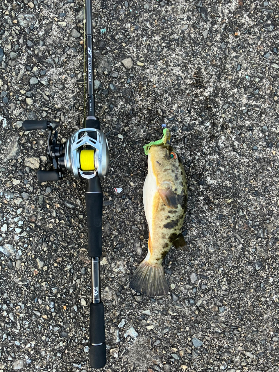 DAIWA 22シルバーウルフ MX 76MLB-Sの最安値・インプレ・釣果 DAIWA 22シルバーウルフ MX 76MLB-Sの最安値・インプレ・釣果