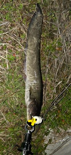 ニホンナマズの釣果