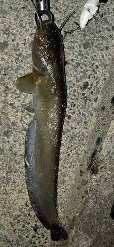 ニホンナマズの釣果