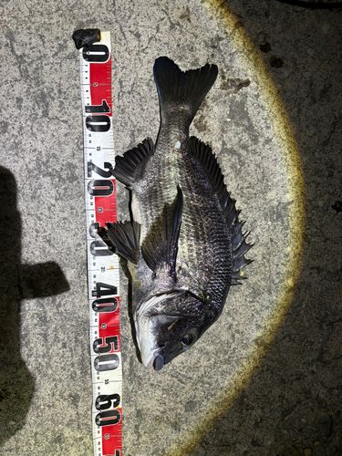 クロダイの釣果