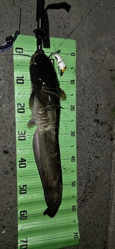 ニホンナマズの釣果