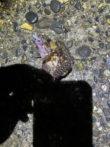カサゴの釣果