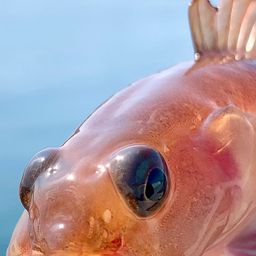 リュウグウハゼ