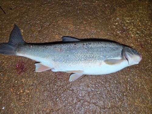 ウグイの釣果