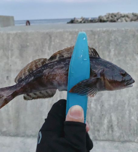 アイナメの釣果