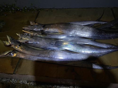 タチウオの釣果