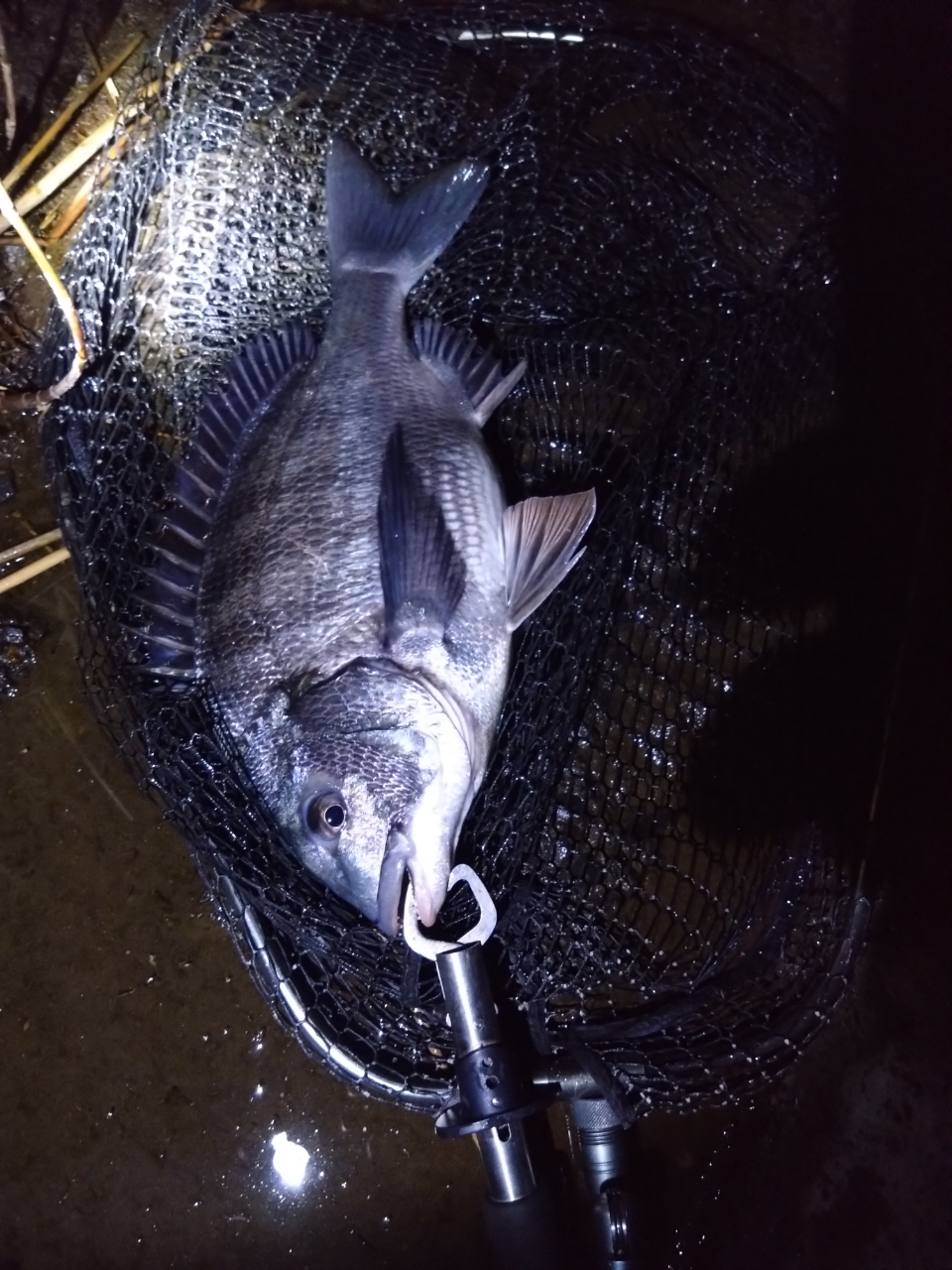 SHIMANO 18カーディフ CI4+ C3000MHGの最安値・インプレ・釣果