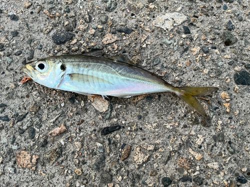 マアジの釣果