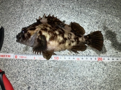 ムラソイの釣果