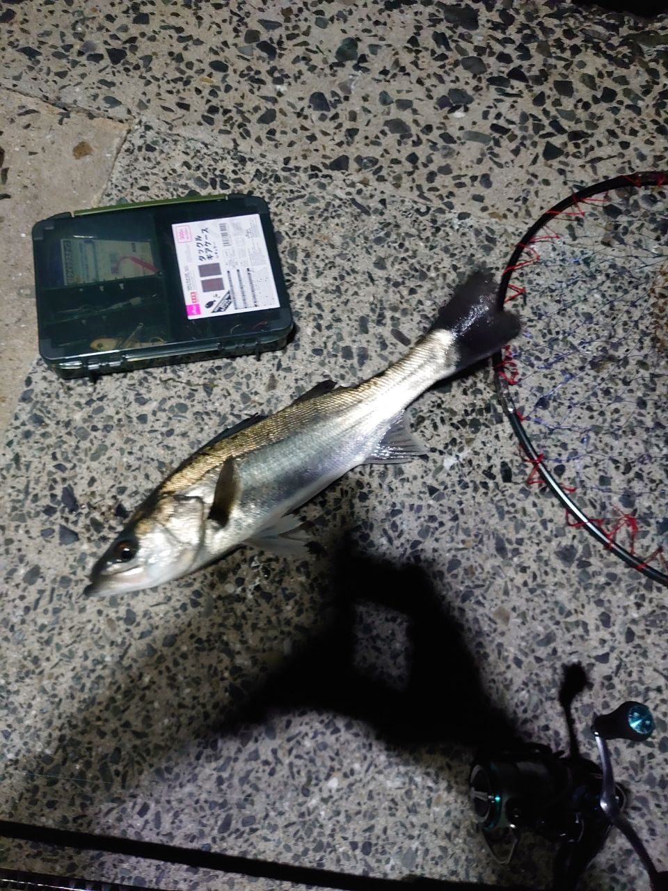 セイゴ（マルスズキ）