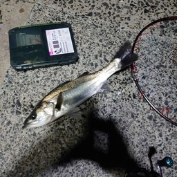 セイゴ（マルスズキ）