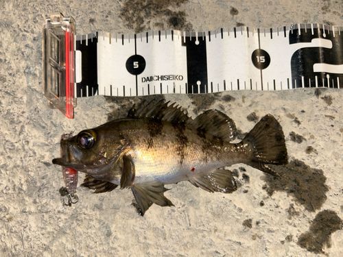 シロメバルの釣果