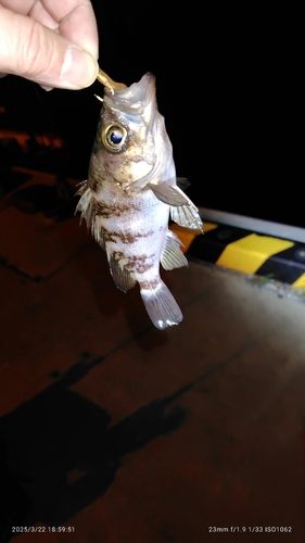 メバルの釣果