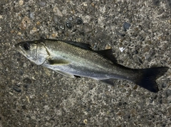 セイゴ（マルスズキ）の釣果