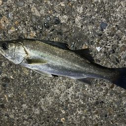 セイゴ（マルスズキ）