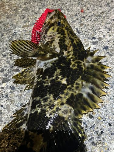 タケノコメバルの釣果