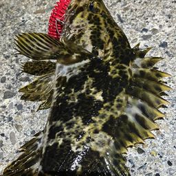 タケノコメバル