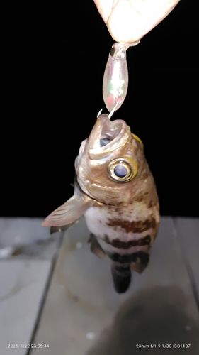 メバルの釣果