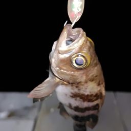 メバル