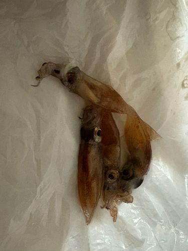 ホタルイカの釣果