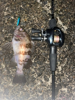 シロメバルの釣果