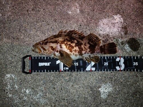 ベッコウゾイの釣果