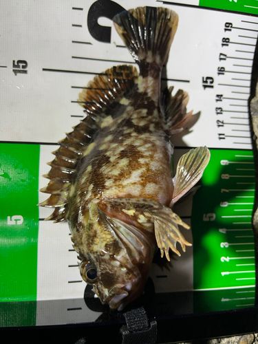 カサゴの釣果