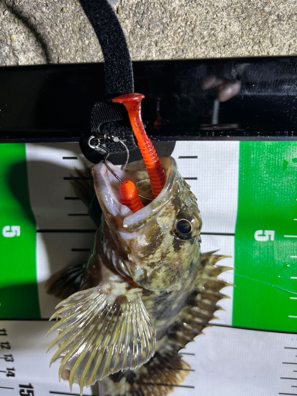 カサゴ