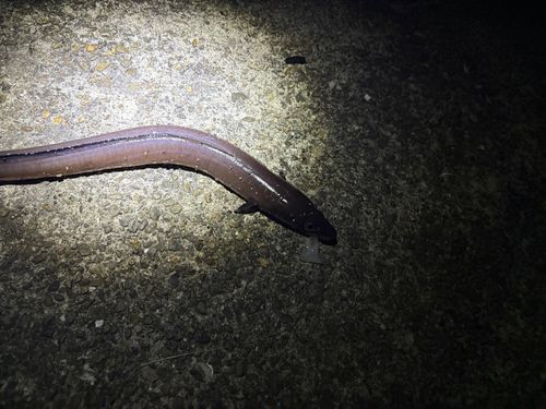 クロアナゴの釣果