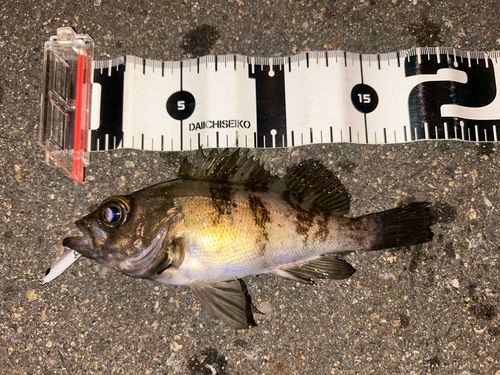 シロメバルの釣果