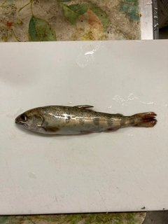 アマゴの釣果