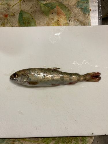 アマゴの釣果