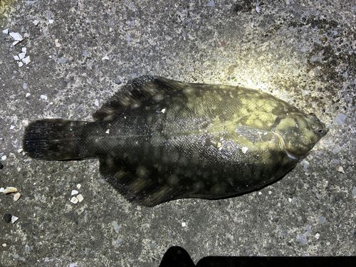 クロガシラガレイの釣果