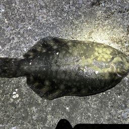 クロガシラガレイ