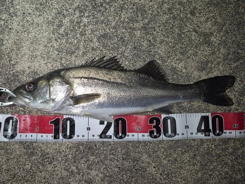 フッコ（マルスズキ）の釣果