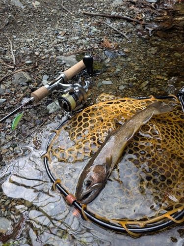 イワナの釣果