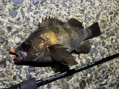 メバルの釣果