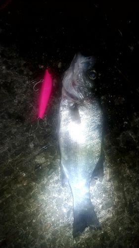 セイゴ（ヒラスズキ）の釣果