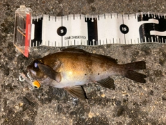 シロメバルの釣果