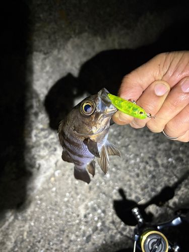 アカメバルの釣果