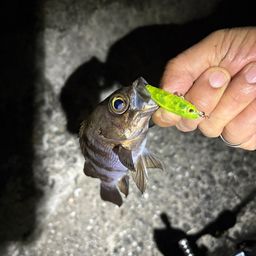 アカメバル
