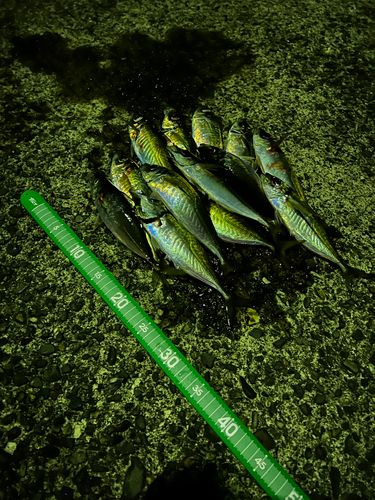 マアジの釣果