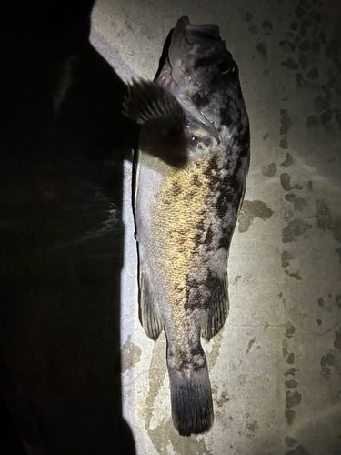 クロソイの釣果