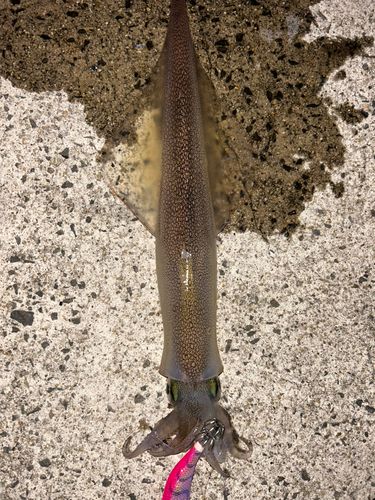 ササイカの釣果