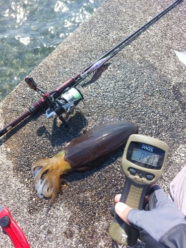 アオリイカの釣果