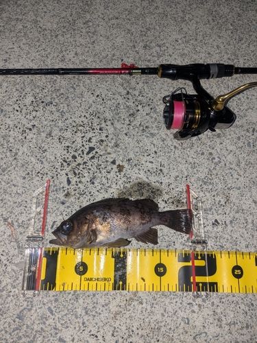 メバルの釣果