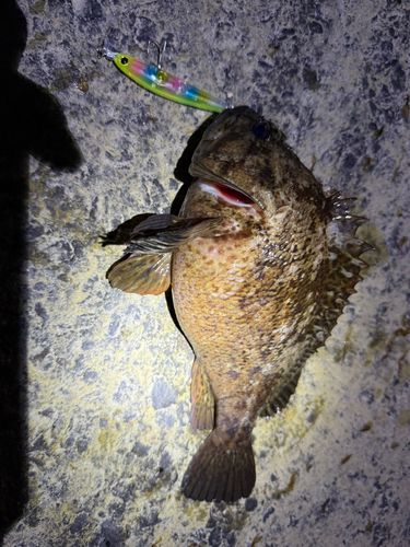 ソイの釣果